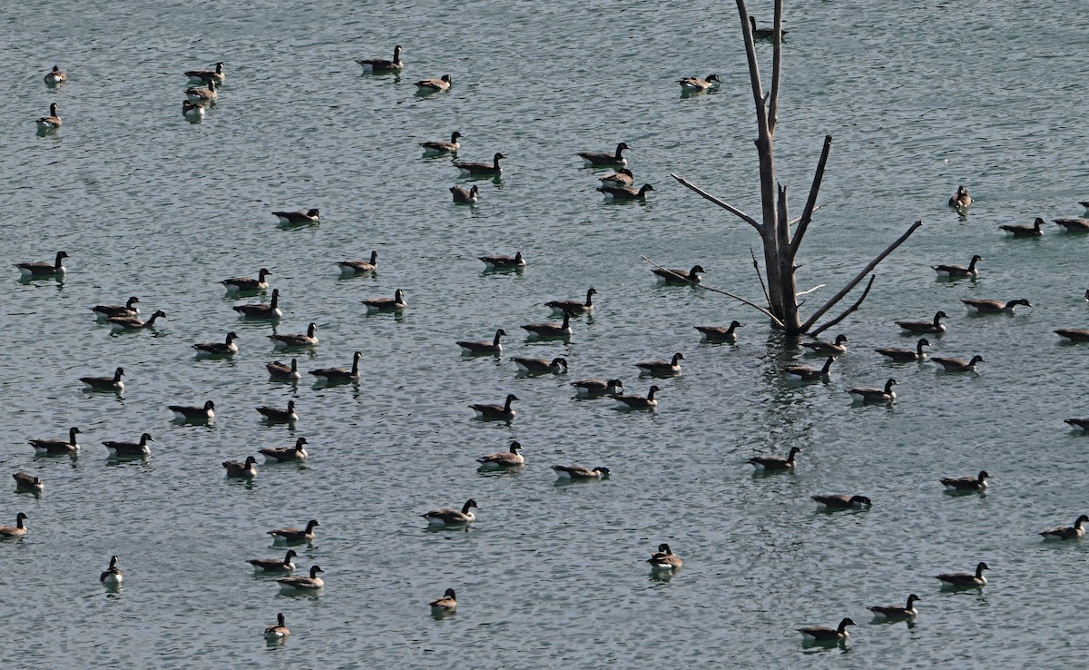 Barnacla Canadiense Grande - ML645300558