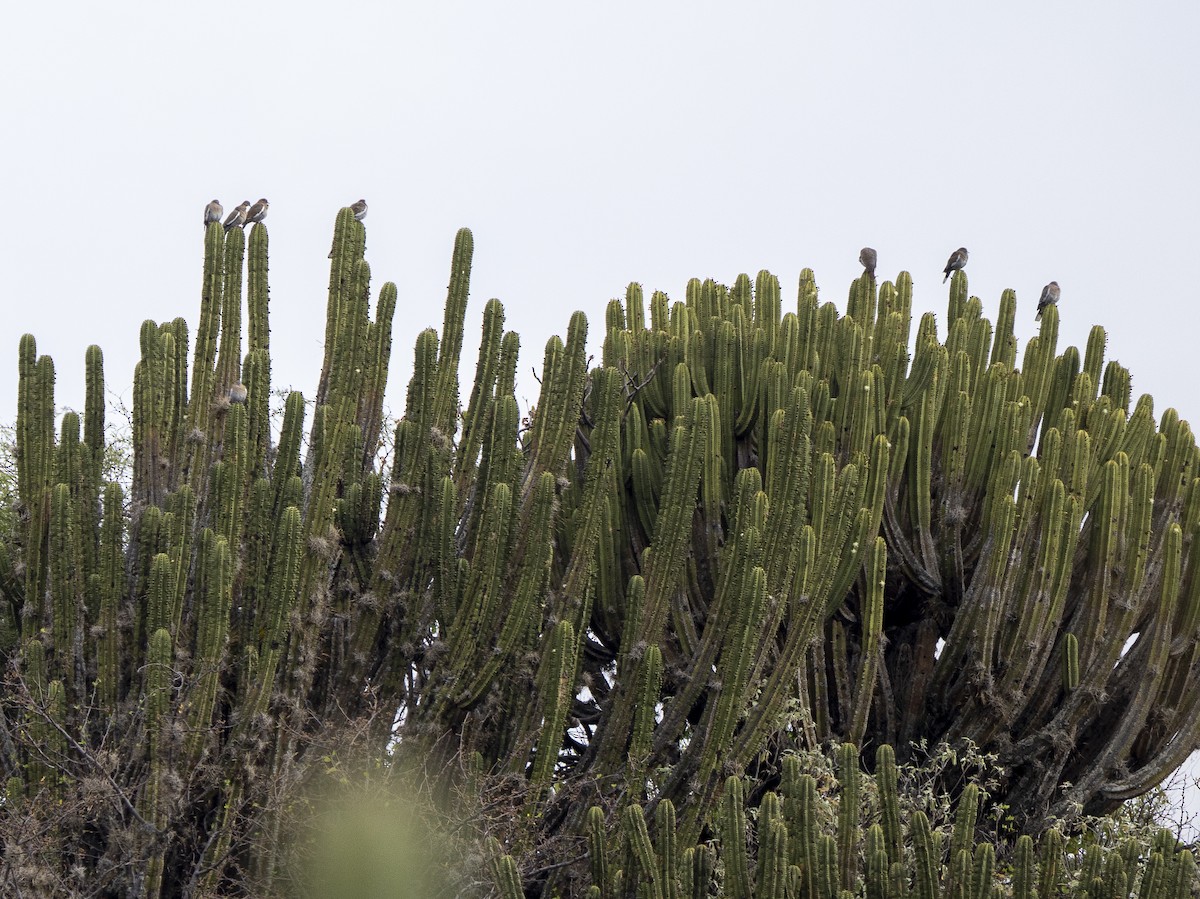 Zenaida Aliblanca - ML645300559