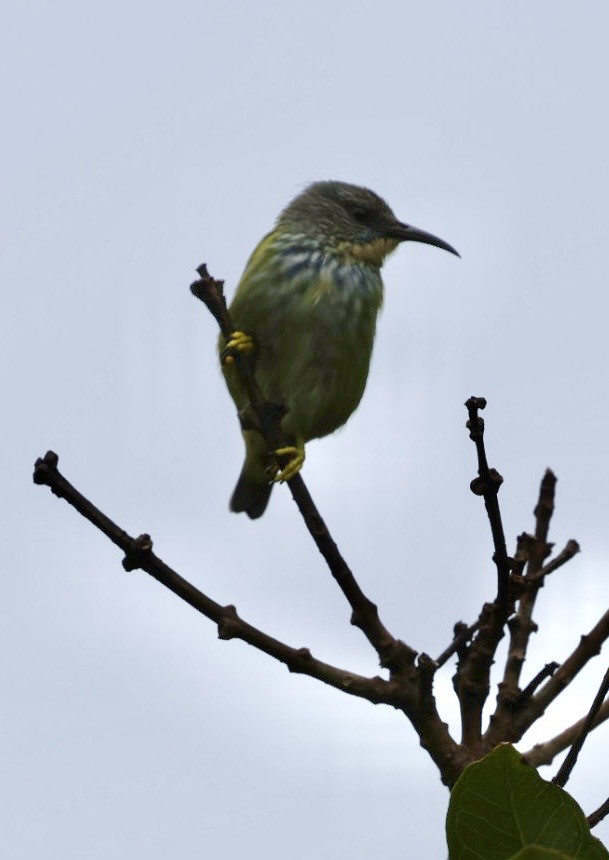 Mielerito Reluciente - ML645300560