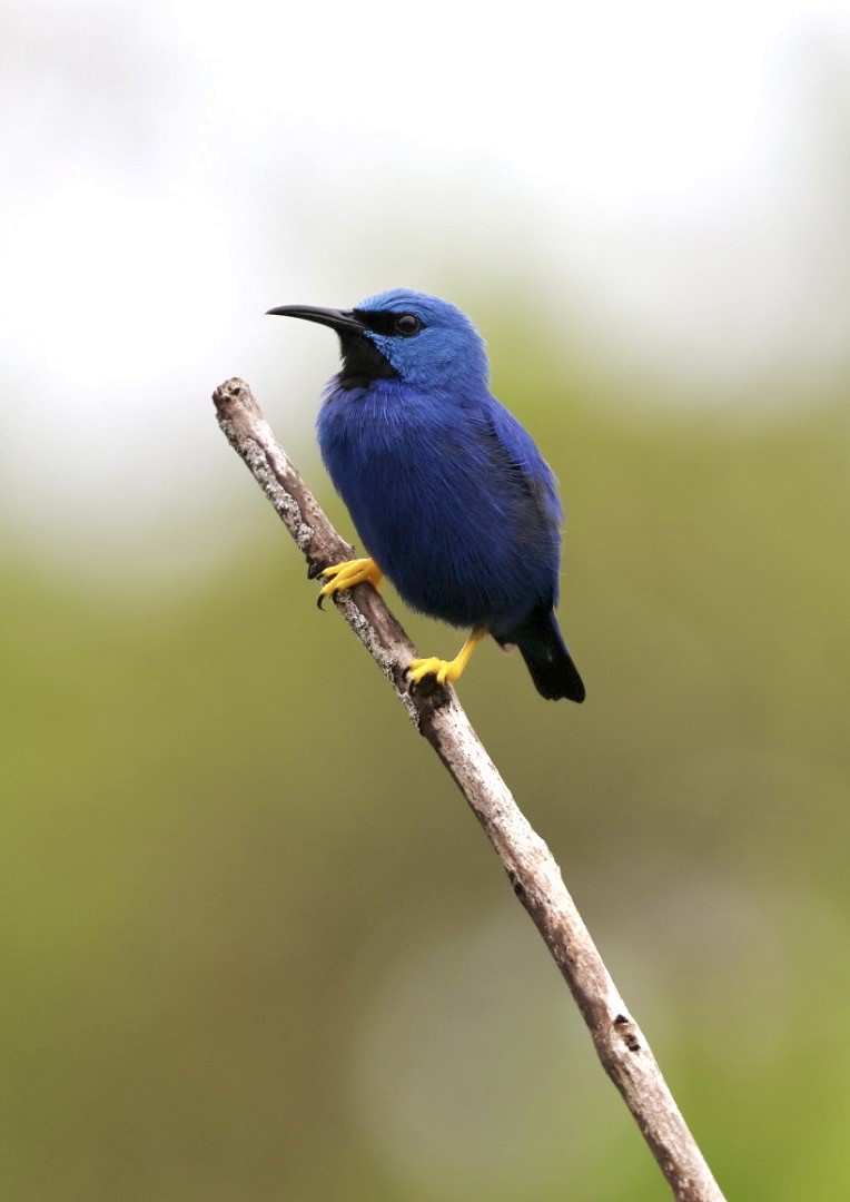 Mielerito Reluciente - ML645300561