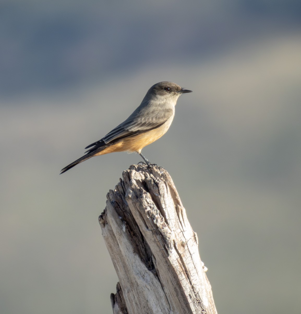 Mosquero Llanero - ML645300562