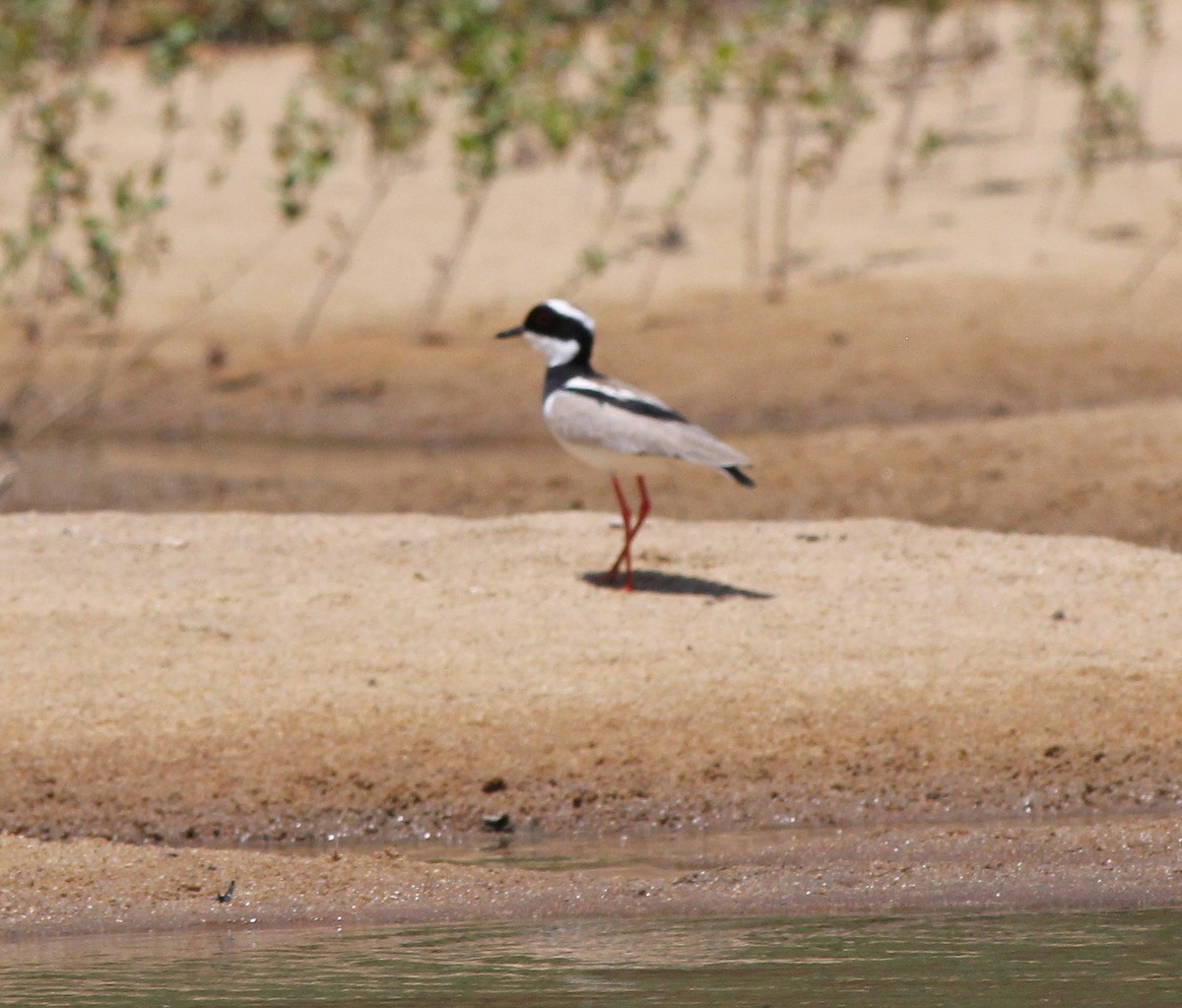 Avefría de Cayena - ML645300564