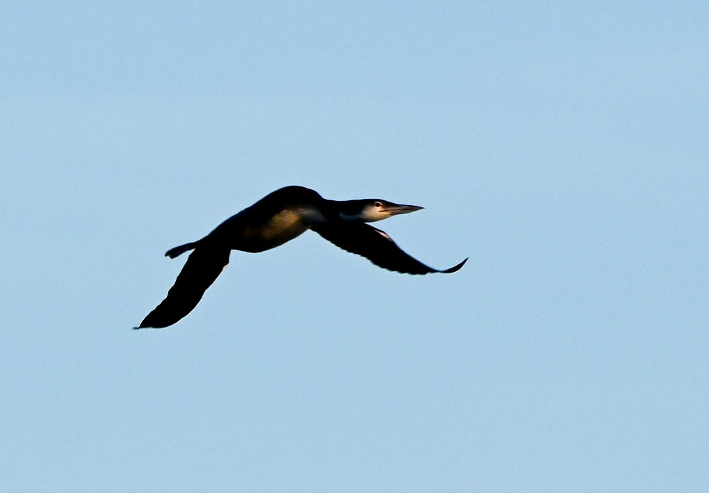 Colimbo Grande - ML645300565