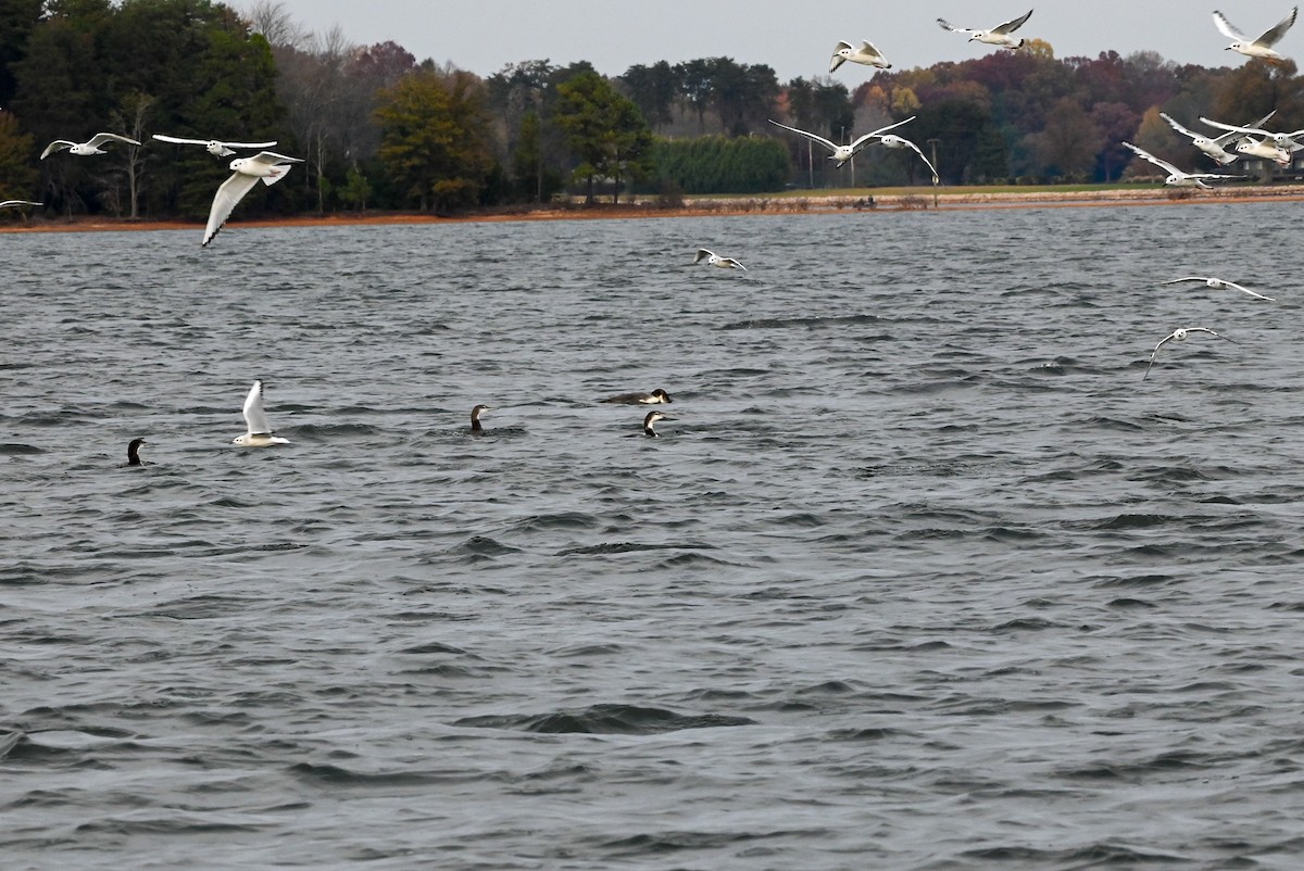 Colimbo Grande - ML645300566