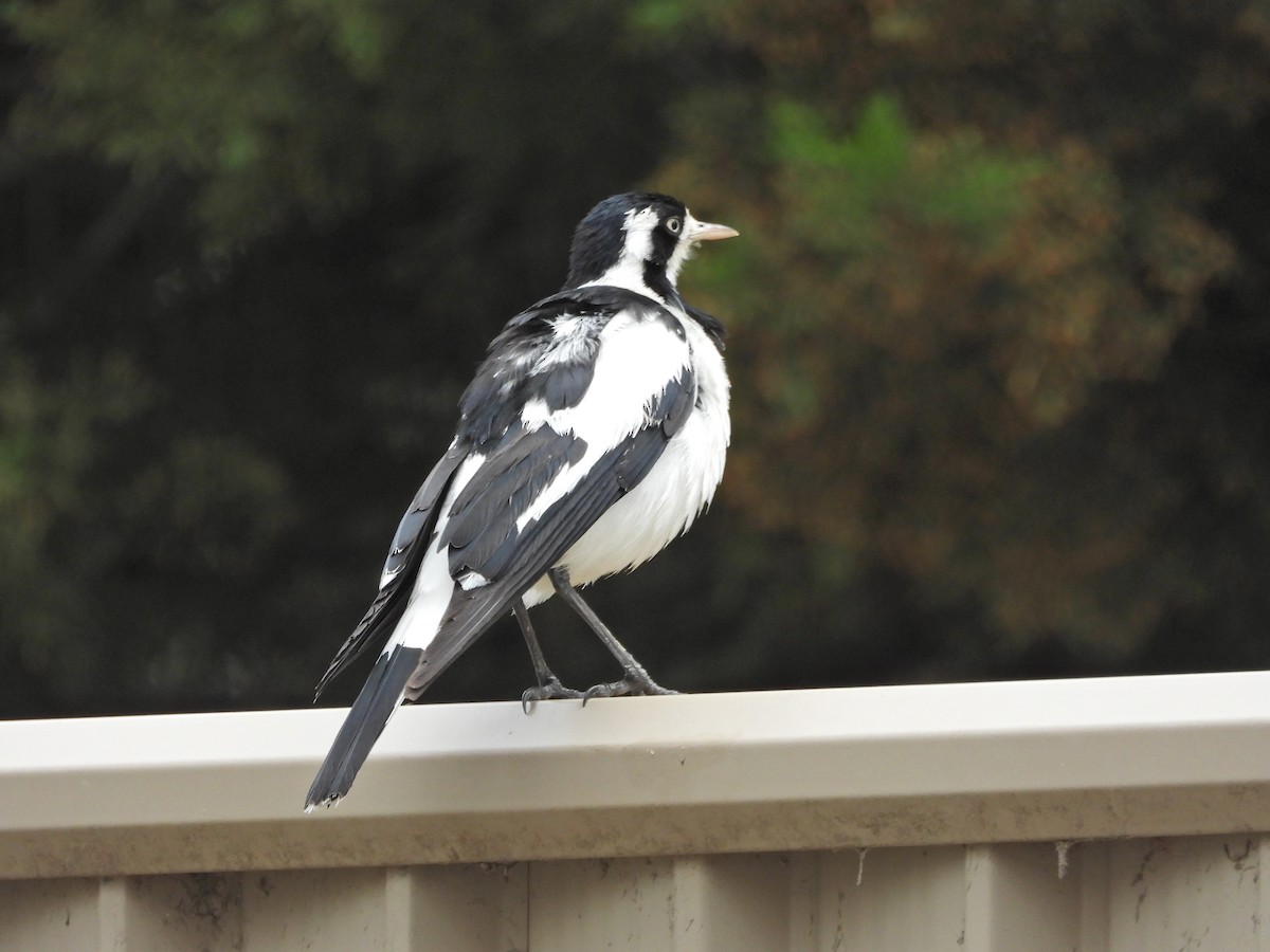 Grallina Australiana - ML645300567