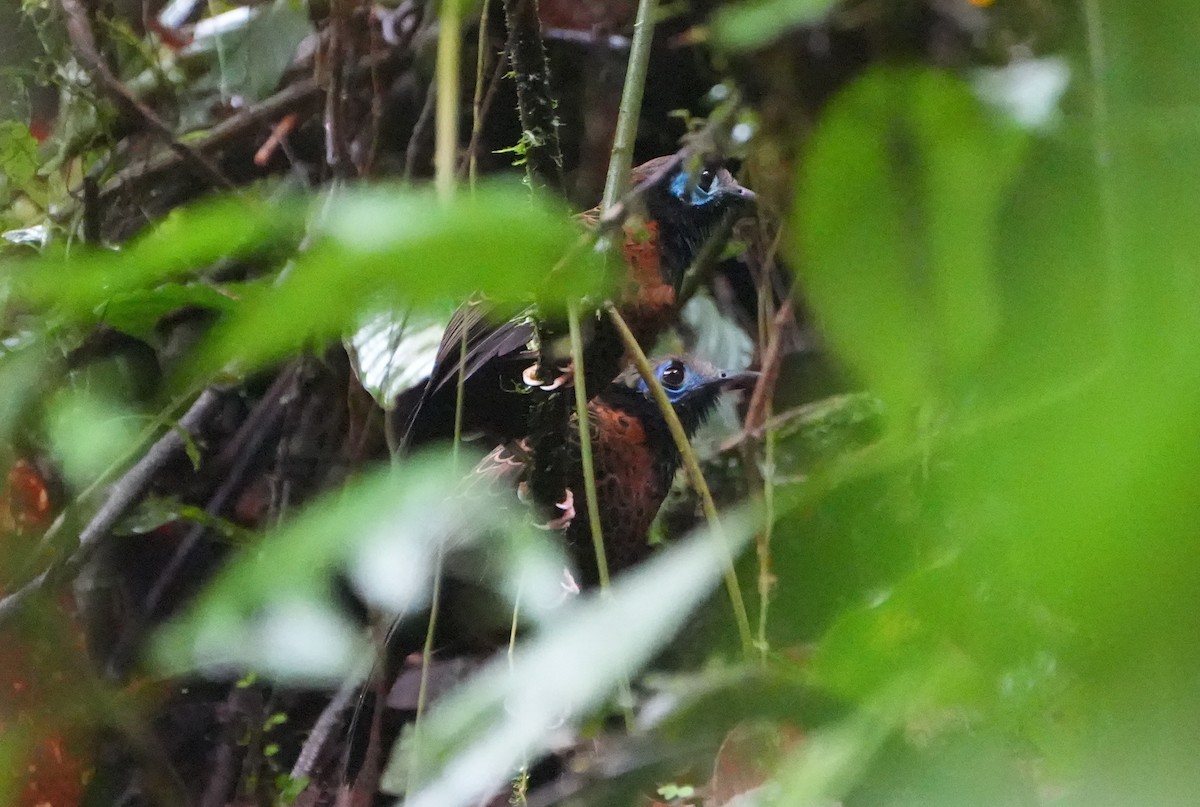 Hormiguero Ocelado - ML645300572