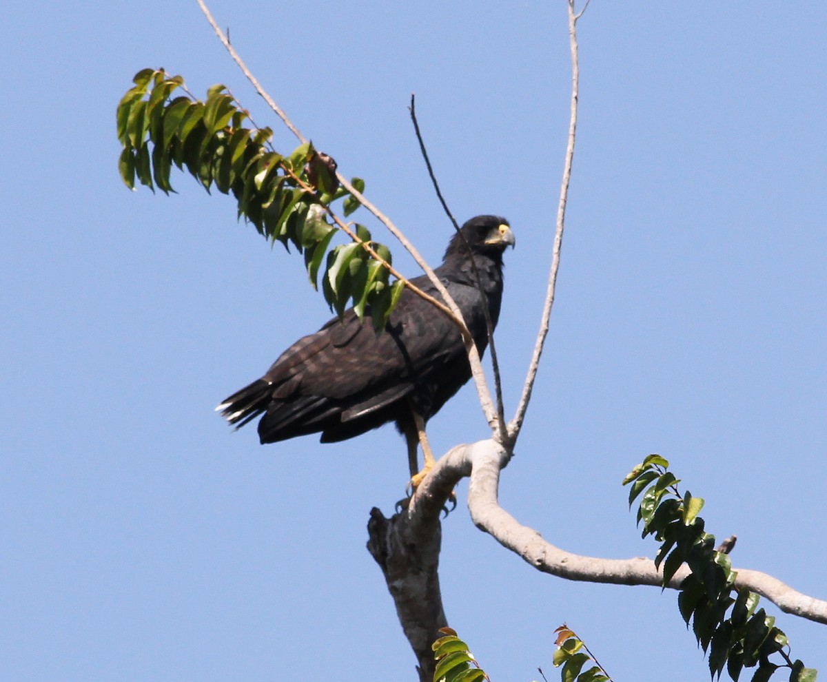 Busardo Urubitinga - ML645300573