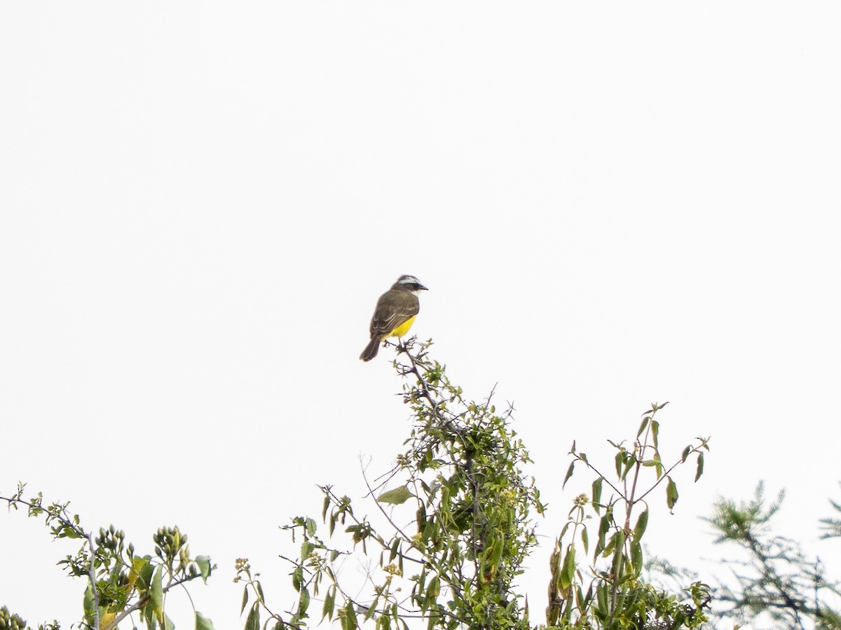 Bienteveo Sociable - ML645300575