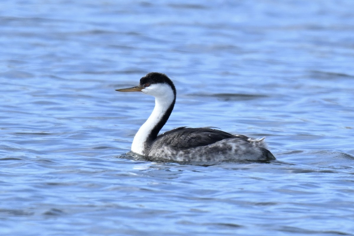 Achichilique Común - ML645300577