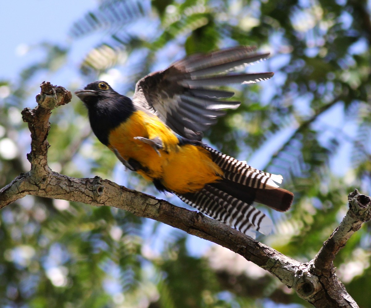 Trogón Violáceo - ML645300579