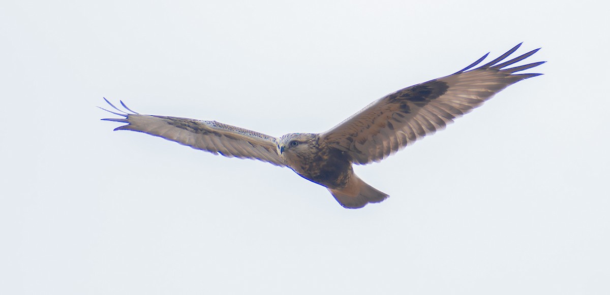 Rough-legged Hawk - ML645300581