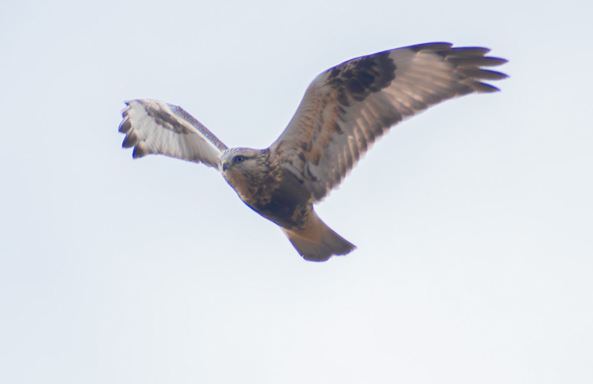 Rough-legged Hawk - ML645300582
