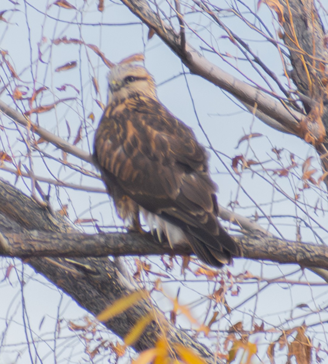 Rough-legged Hawk - ML645300583