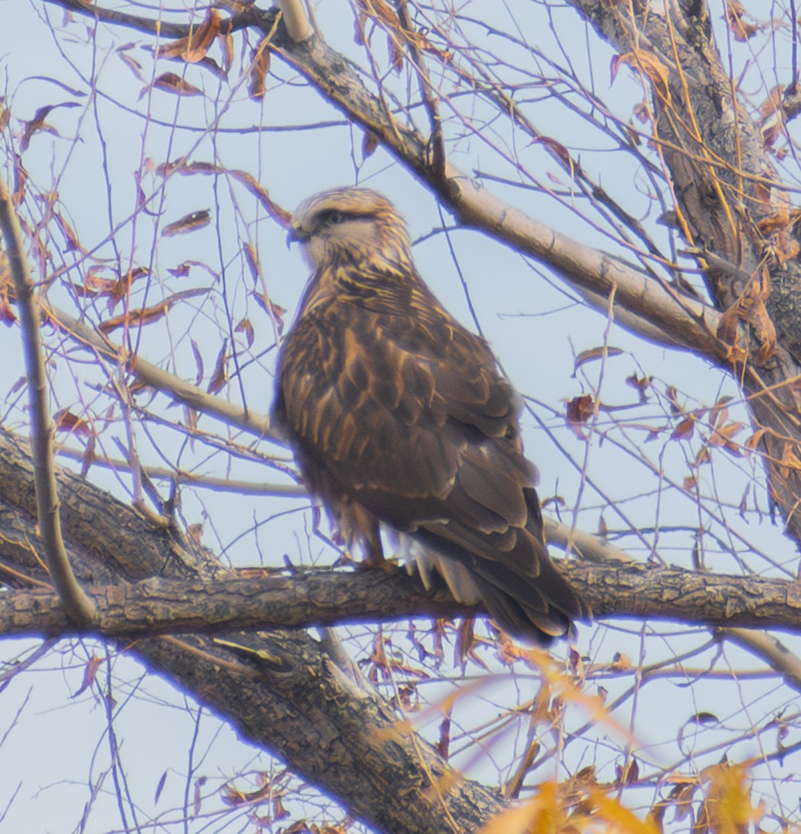 Rough-legged Hawk - ML645300584