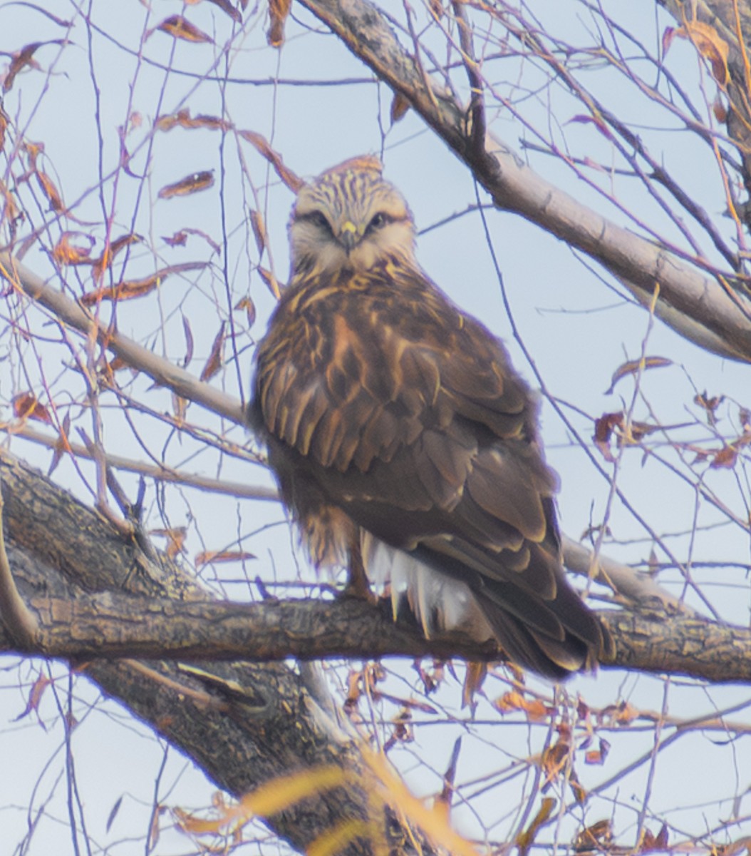 Rough-legged Hawk - ML645300585