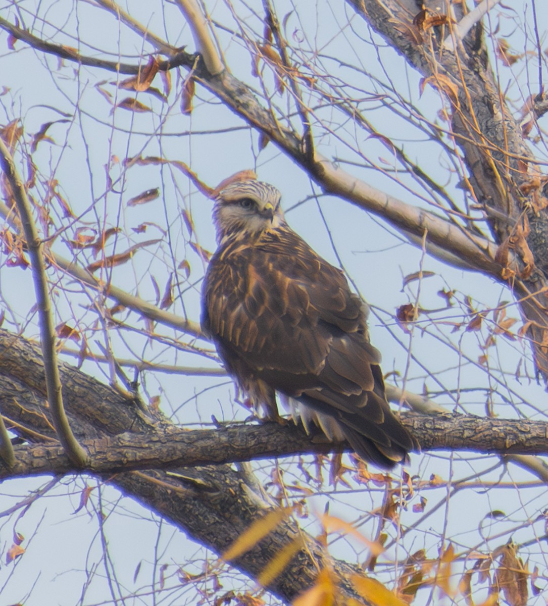 Rough-legged Hawk - ML645300586