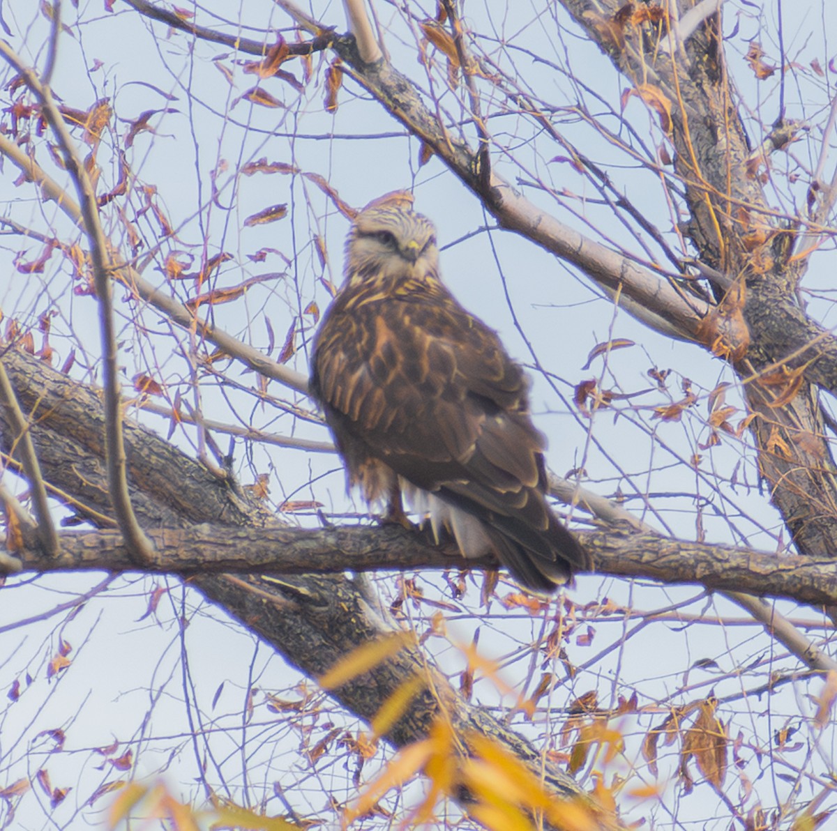 Rough-legged Hawk - ML645300587
