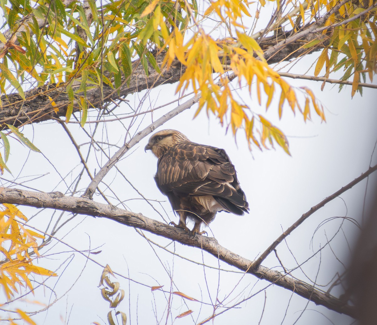 Rough-legged Hawk - ML645300588