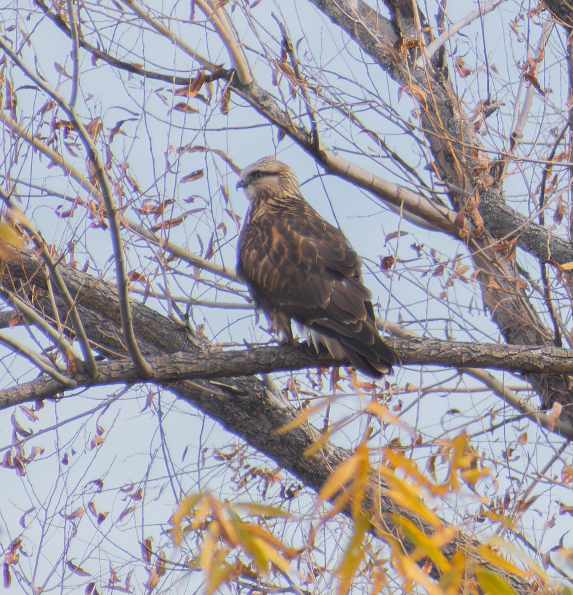 Rough-legged Hawk - ML645300589