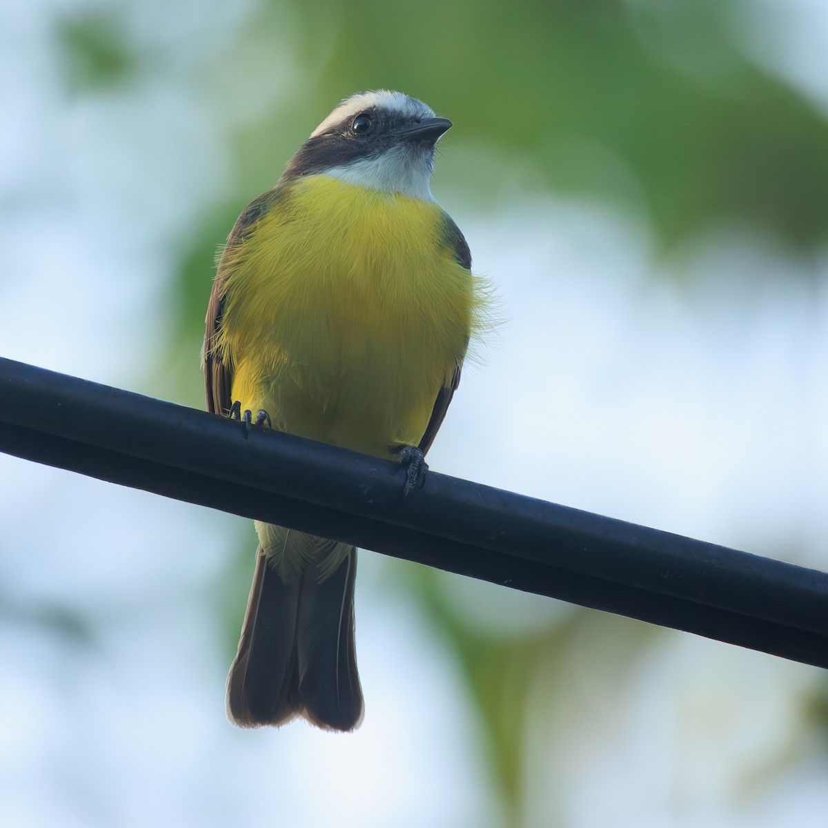 Sosyal Tiran - ML645300608