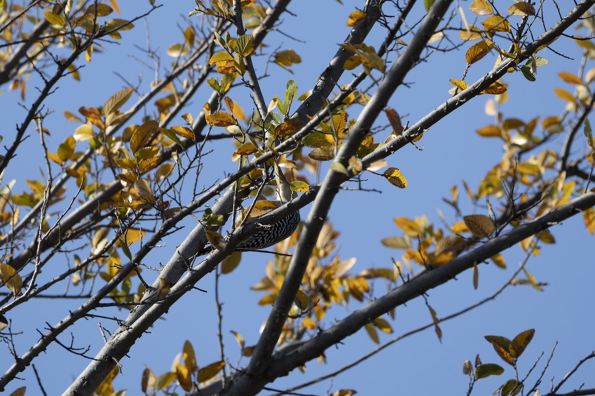 Red-bellied Woodpecker - ML645300644