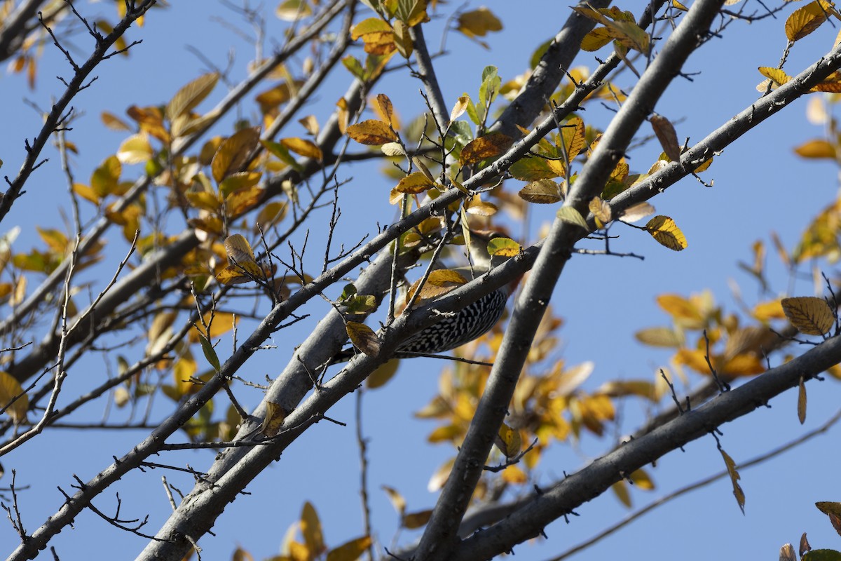 Red-bellied Woodpecker - ML645300645