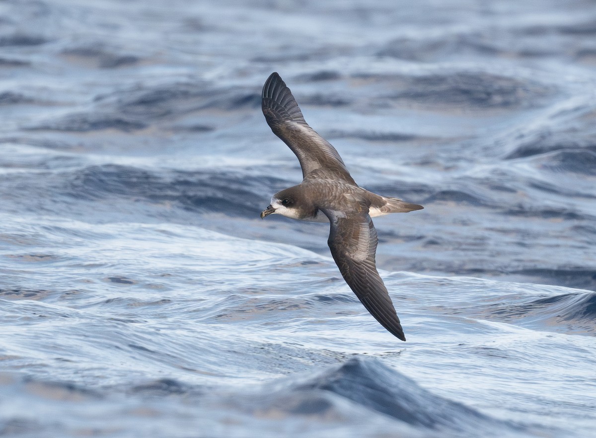 bermudapetrell - ML645300652