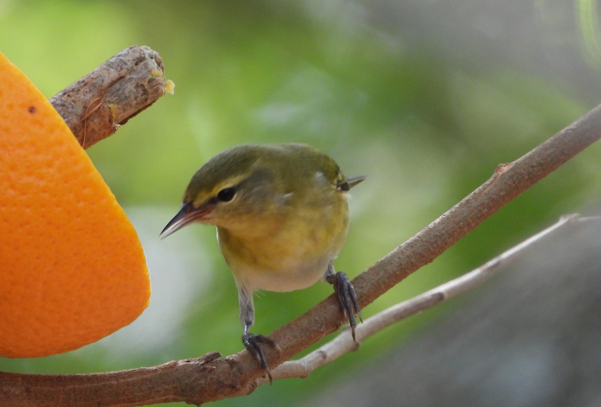 Tennessee Warbler - ML645300655