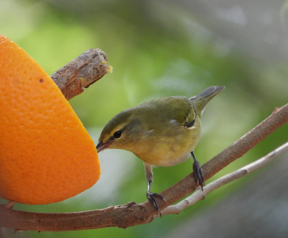 Tennessee Warbler - ML645300656