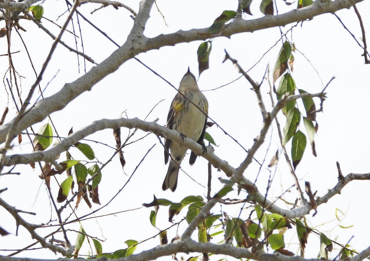 Yellow-rumped Warbler - ML645300679