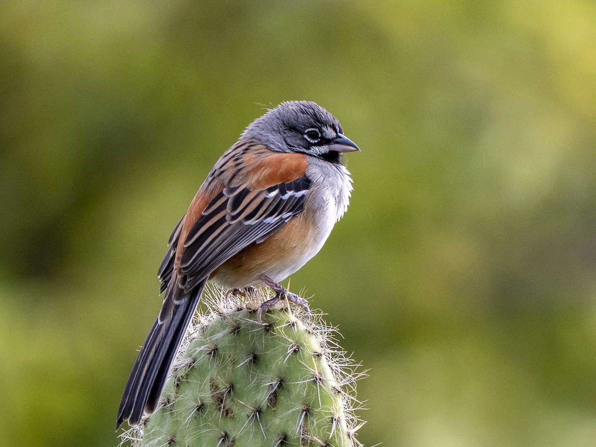 Bridled Sparrow - ML645300688