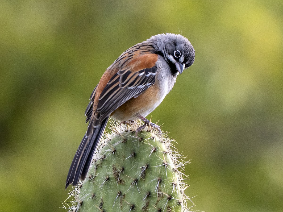 Bridled Sparrow - ML645300693