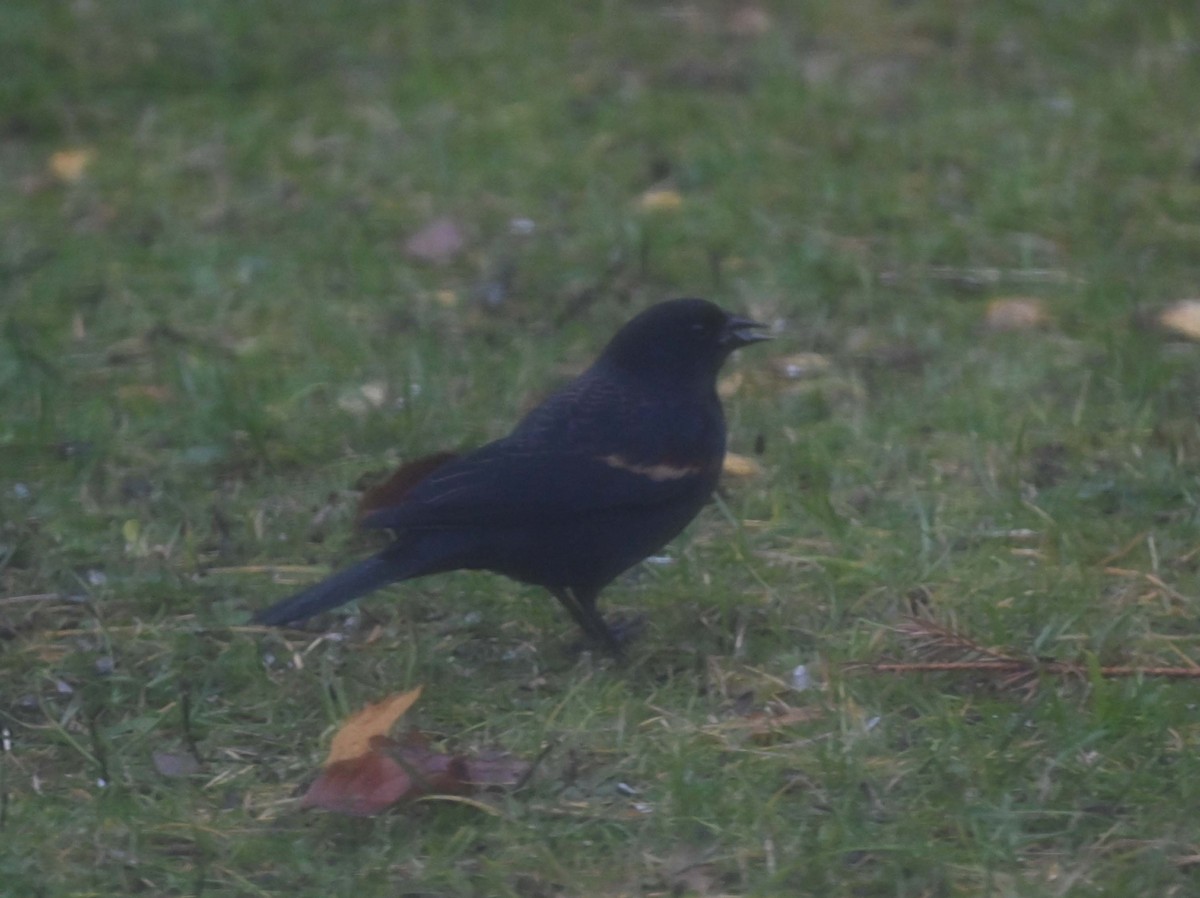 Красноплечий трупиал - ML645300694