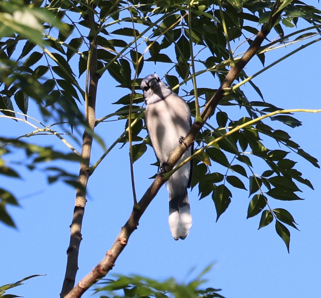 Blue Jay - ML645300719