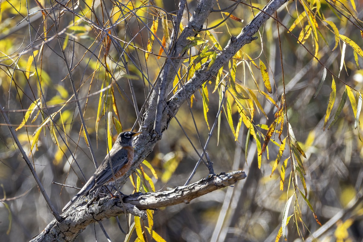 コマツグミ - ML645300721