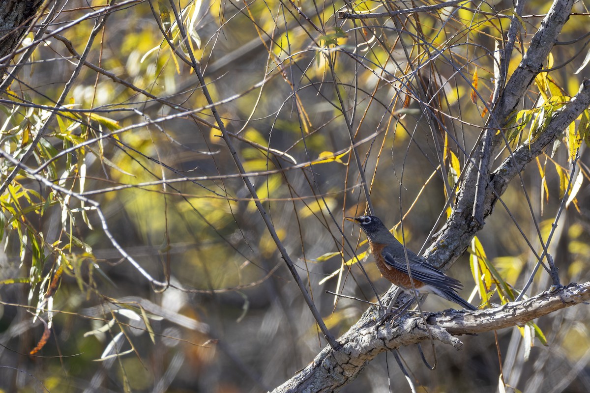 コマツグミ - ML645300722