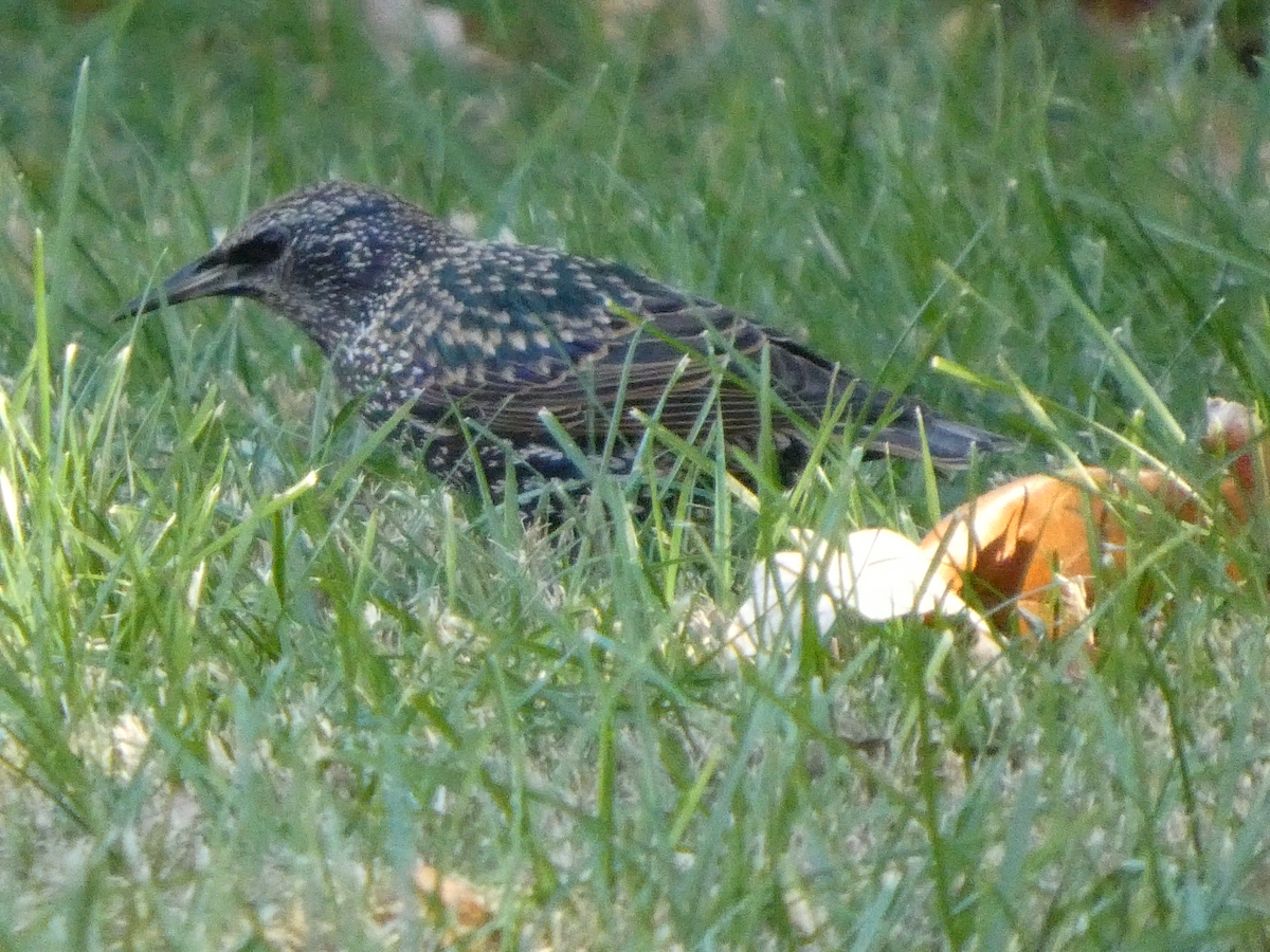 歐洲椋鳥 - ML645300725