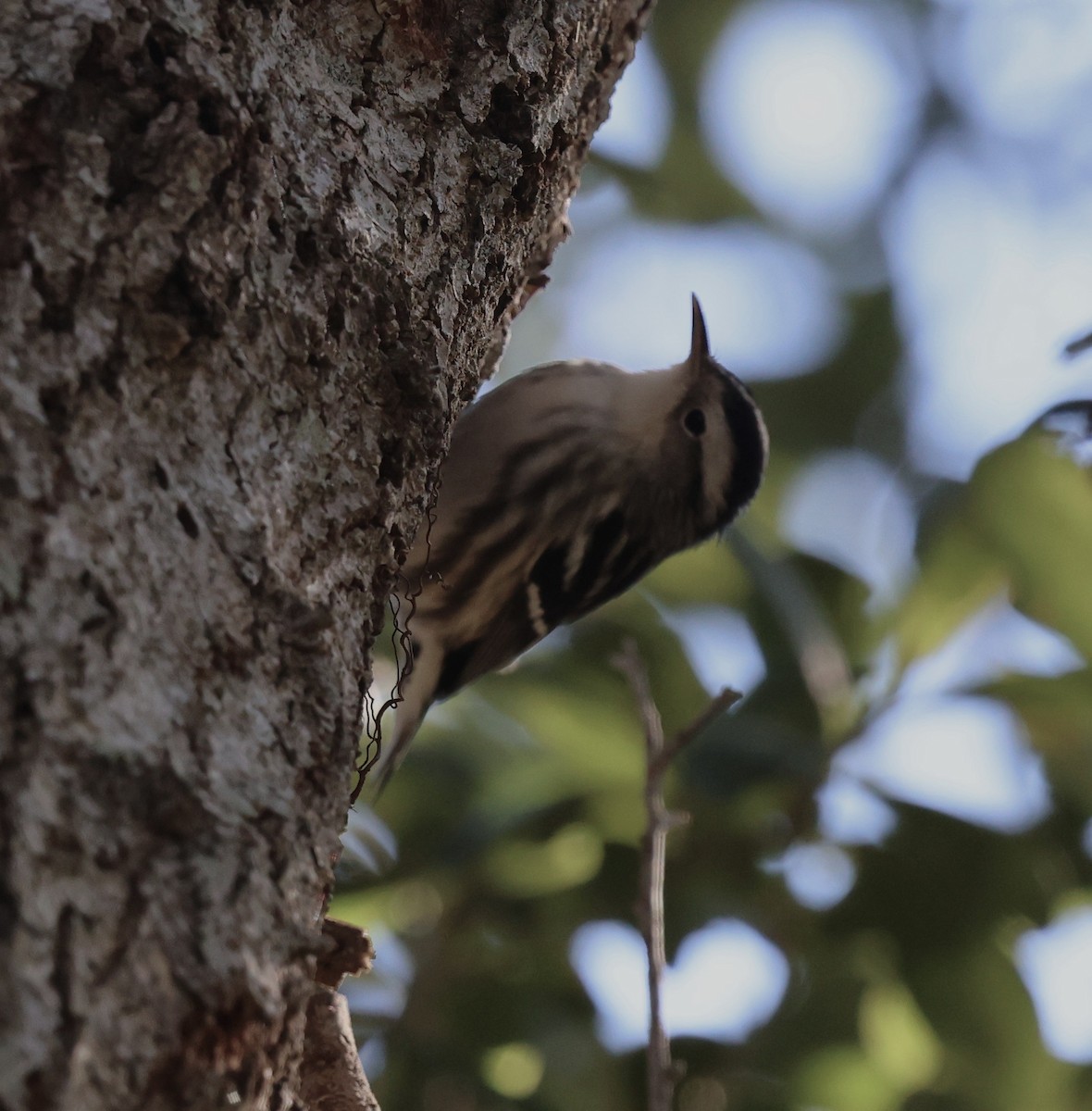 Black-and-white Warbler - ML645300741