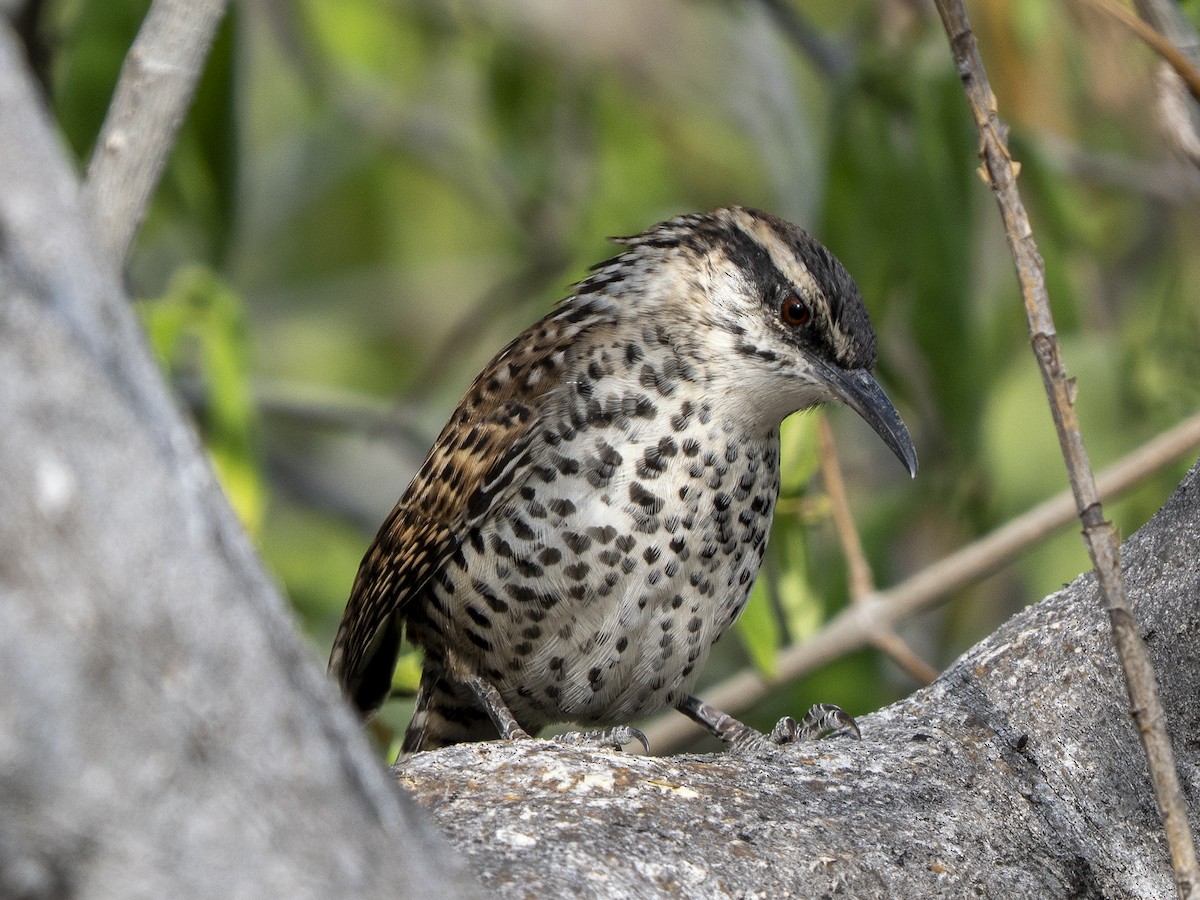 Boucard's Wren - ML645300744