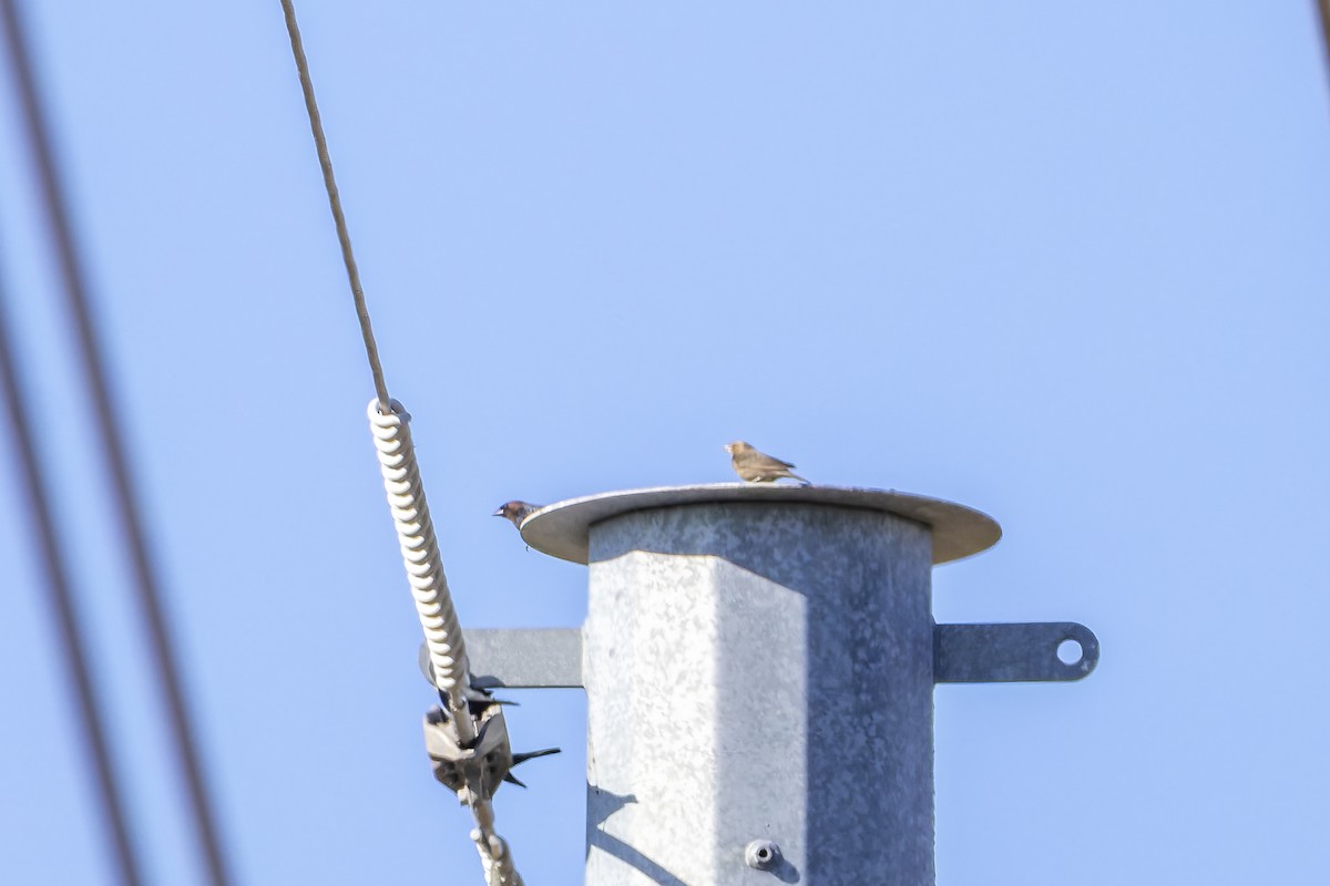 Brown-headed Cowbird - ML645300746