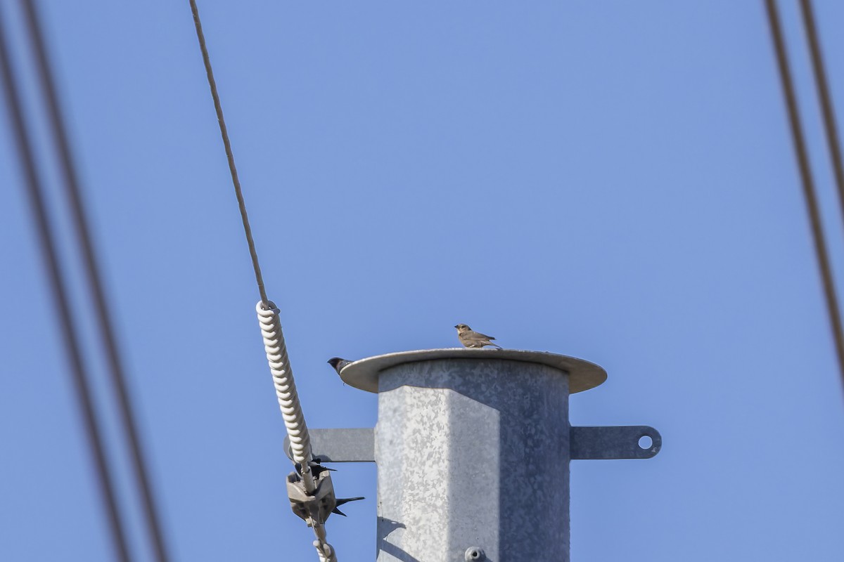 Tordo Cabecipardo - ML645300747