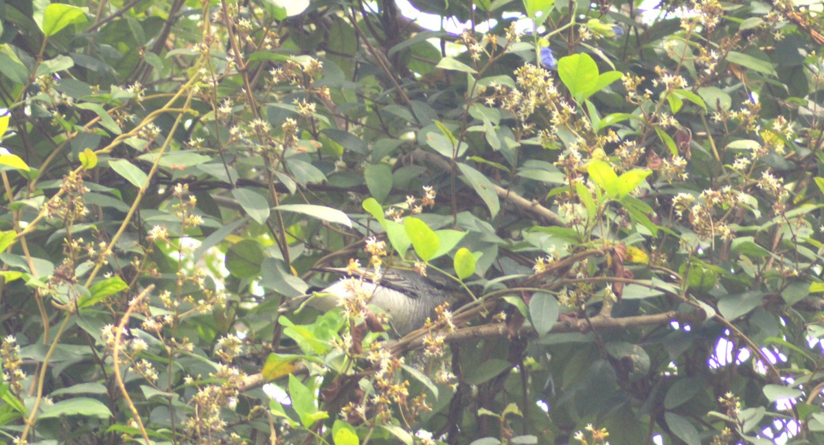 Black-headed Cuckooshrike - ML645300748
