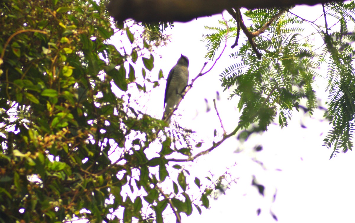 Black-headed Cuckooshrike - ML645300749
