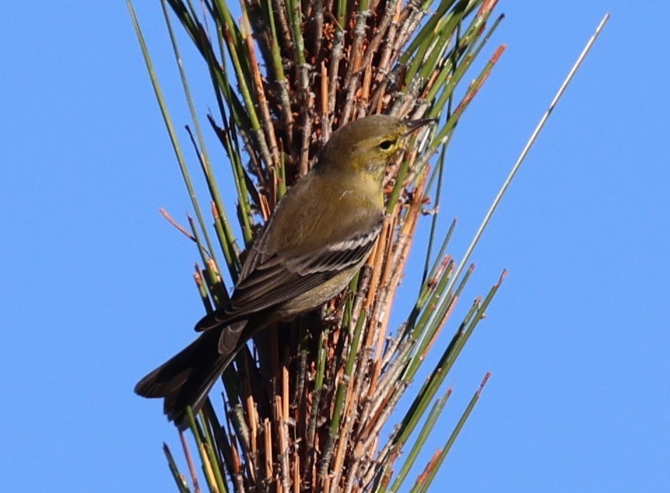 Pine Warbler - ML645300750