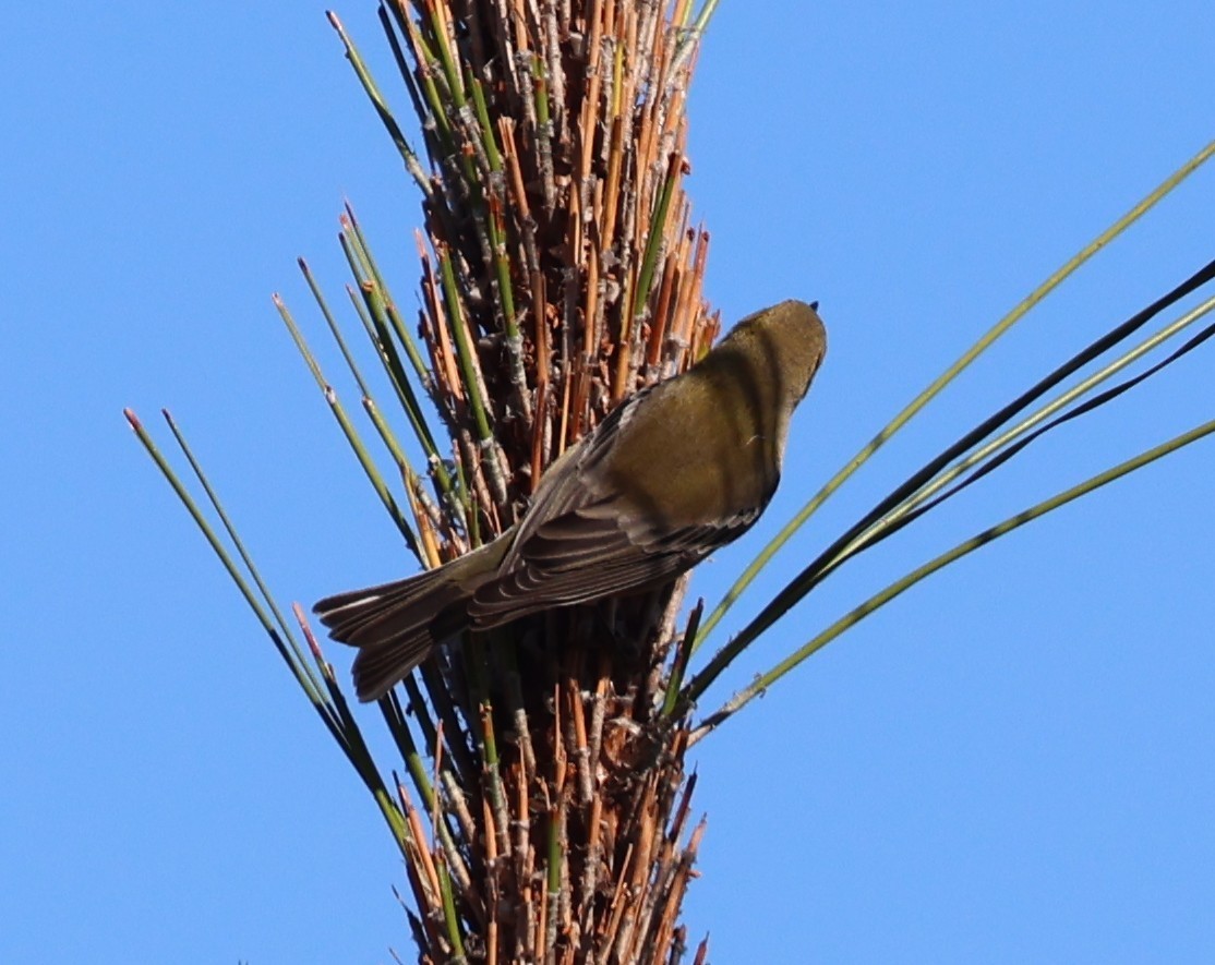 Pine Warbler - ML645300755