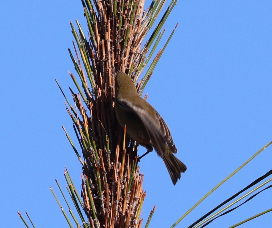 Pine Warbler - ML645300756