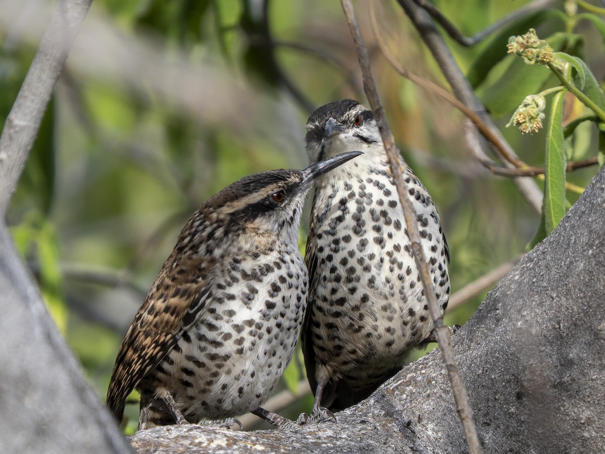 Boucard's Wren - ML645300757
