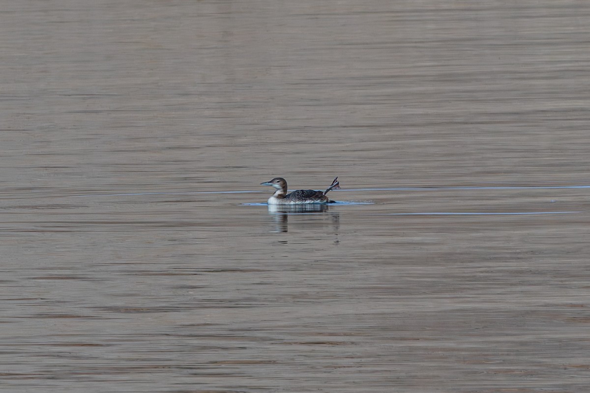 Common Loon - ML645300758