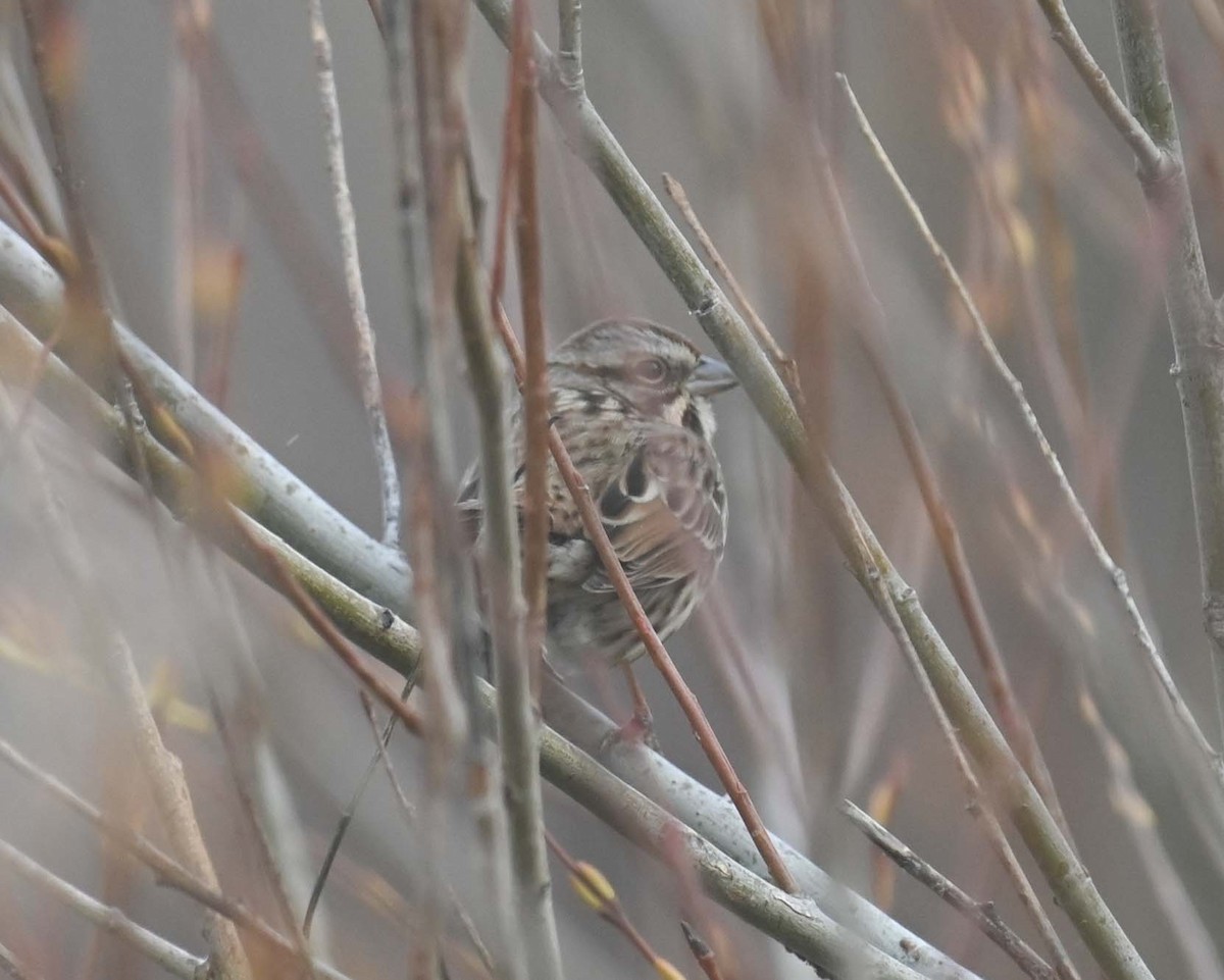 Song Sparrow - ML645300759
