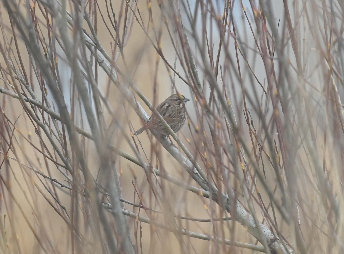 Song Sparrow - ML645300760